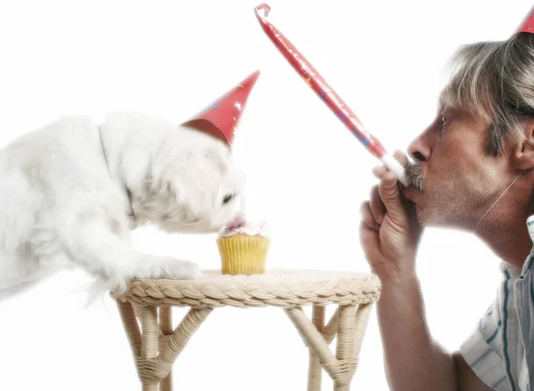 Homem Brincando Com Blowout Enquanto Seu Cão Está Comendo Bolo — Fotografia de Stock