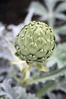 Bitkinin görüntüsünü kapat