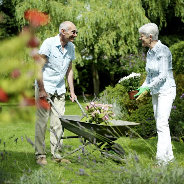 Topfpflanze Der Schubkarre Garten — Stockfoto