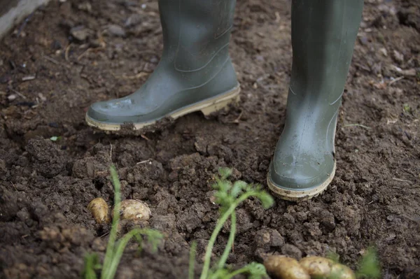 close up of Boots and planted potatoes