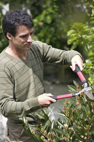 Homem Aparar Plantas Com Corta Sebes — Fotografia de Stock