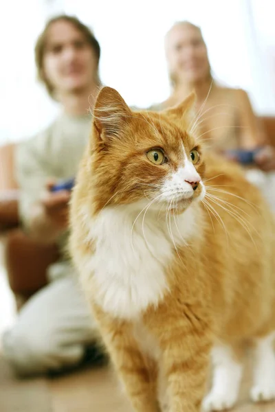 Focus on a cat with couple playing video game console in the background