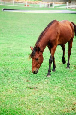 Çitli otlaklarda at otluyor.