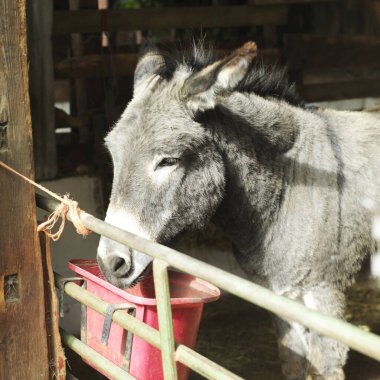 Eşeğin ahırına yaklaş. 