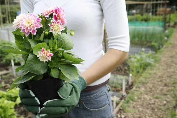 Femme Avec Des Gants Jardinage Tenant Pot Fleurs — Photo