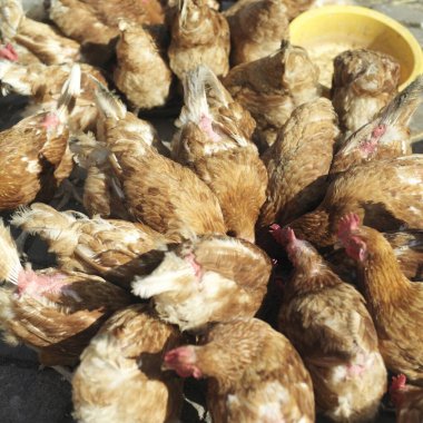 Tavukların beslenme görüntüsünü kapat