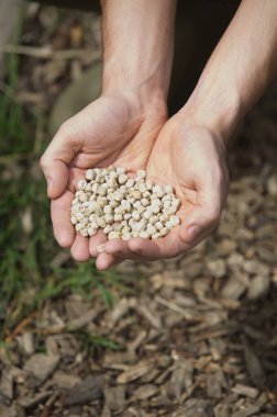 Tohumları tutan ellere yaklaş