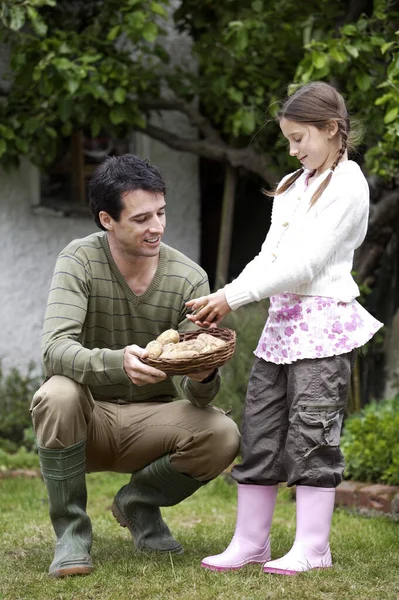 Girl Putting Potato Basket Held Man — Stock Photo, Image