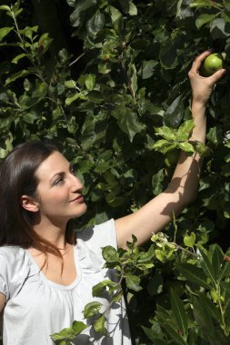 Ağaçtan elma toplayan kadın