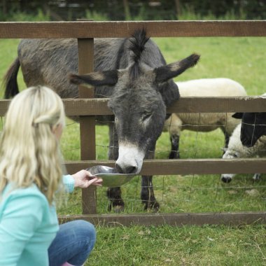 Eşeği besleyen kadın.