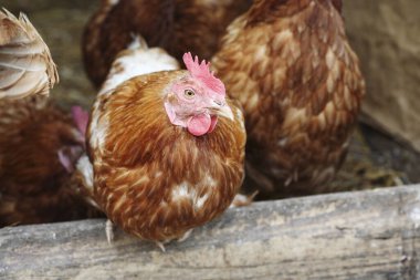 Tavuk çiftliğini kapatın. 