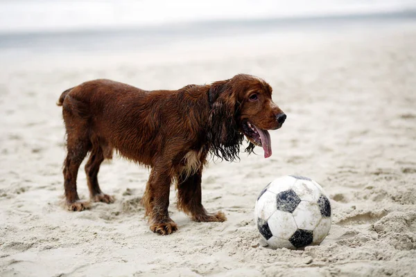Zbliżenie Pies Grać Piłkę Nożną Plaży — Zdjęcie stockowe