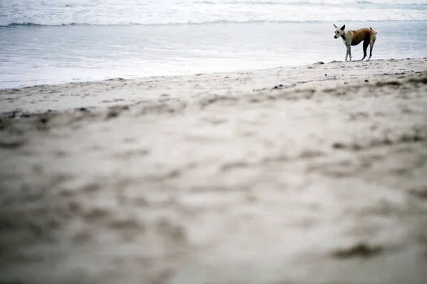 Cane Randagio Sulla Spiaggia — Foto Stock