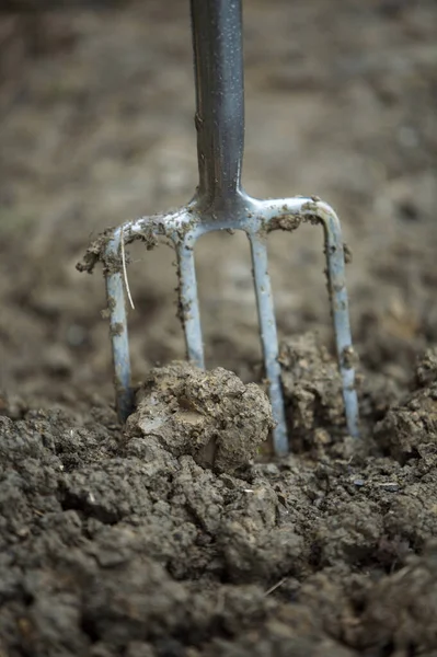 Primo Piano Della Forcella Spading Giardino — Foto Stock