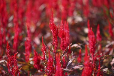 Bir tarla yakın görüntüsünde çiçekler