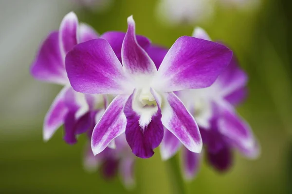 Lila Orchideen Nahaufnahme — Stockfoto