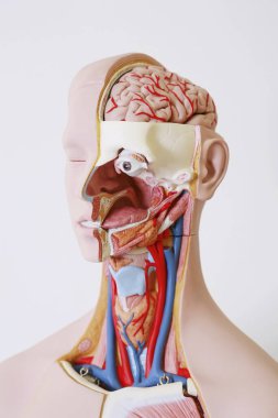 Beyaz arkaplanda anatomik model