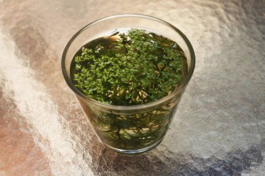 Su bardağına tohum serpiştiriyorum.