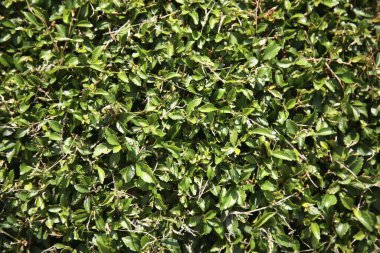  Yeşil yapraklar yakın plan görünüm