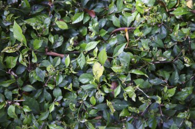  Yeşil yapraklar yakın plan görünüm