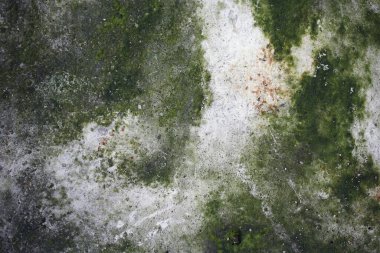 Duvara yakın görüntüde yosun