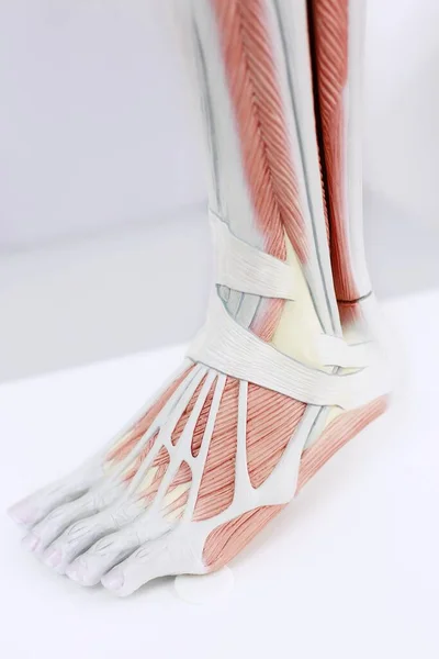 Анатомічна Модель Людської Ноги — стокове фото