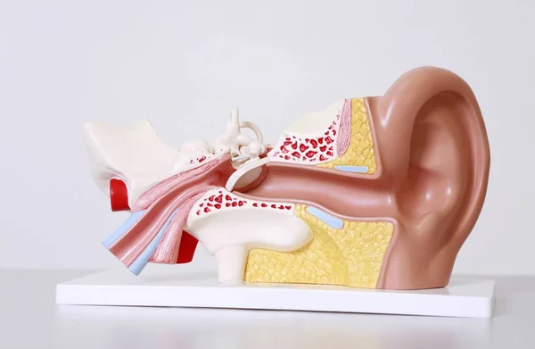 Medical ear model on white background