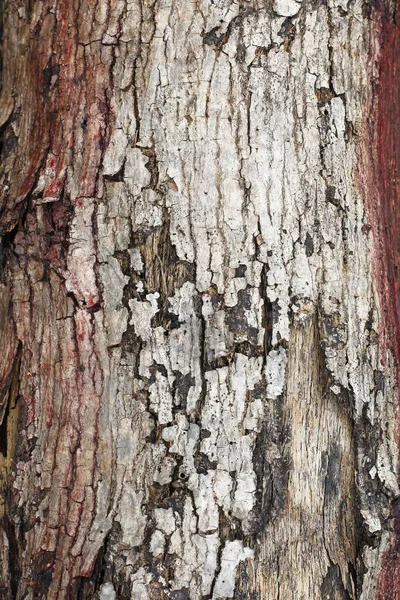 Tree Bark Close View — Stock Photo, Image