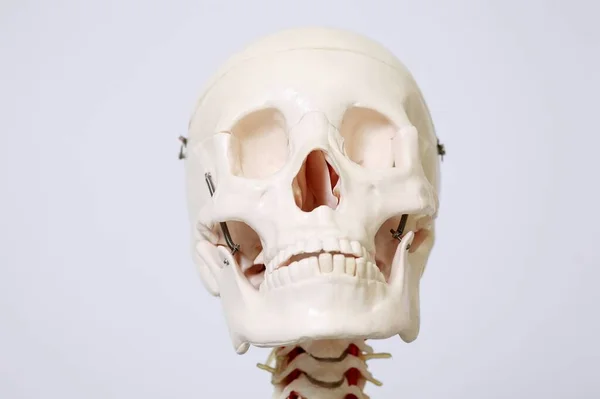 Cráneo Humano Sobre Fondo Blanco — Foto de Stock
