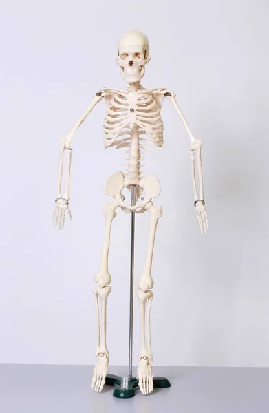 Людський Скелет Білому Тлі — стокове фото
