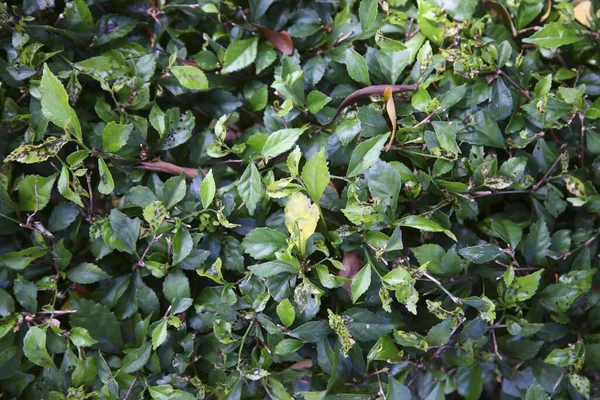  Yeşil yapraklar yakın plan görünüm