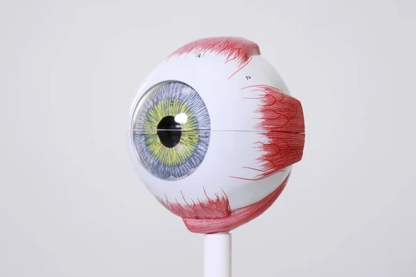 Lékařské Oko Model Bílém Pozadí — Stock fotografie
