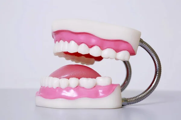 Modelo Dentes Humanos Gengivas Fundo Branco — Fotografia de Stock