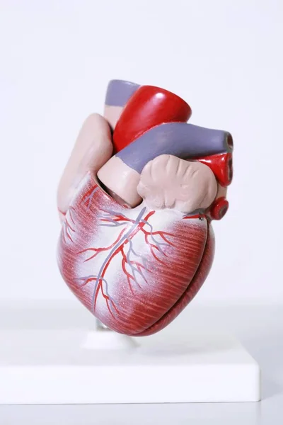 Медична Модель Серця Білому Тлі — стокове фото