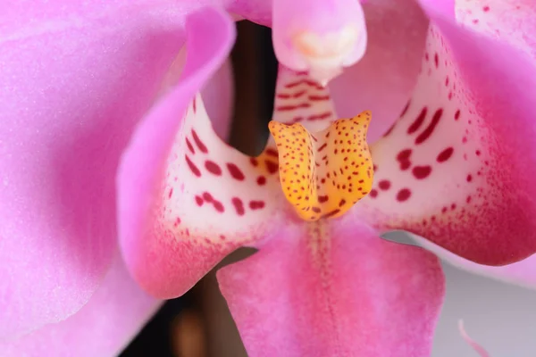 Detalhes Orchid Phalaenopsis Macro Foto Dos Detalhes Uma Orquídea Espécie — Fotografia de Stock