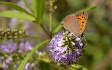 Bir Lavanta çiçeğinin sapına yerleştirilen Lycaena phlaeas örneği