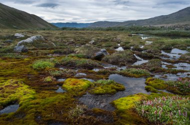 Grönland tundra nehrinde somon balıkçılığı. Tundra topraklarında bulutlu hava. Grönland seferi. Kuzey Kutup Dairesi 'nde yaz. Kutup akıntısı nehrinin şiddetli manzarası. Donmuş toprakta hayvan kafatası.