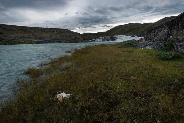 Pesca al salmone nel fiume Groenlandia tundra. Nuvoloso sia nella terra della tundra. Spedizione in Groenlandia. Estate nel circolo polare artico. Grave paesaggio del torrente polare. Teschio animale sul permafrost. — Foto Stock