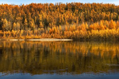 Tayga orman bölgesine keşif gezisi