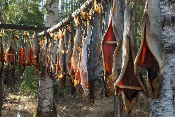 Taiga nehrinin üst görüntüsü