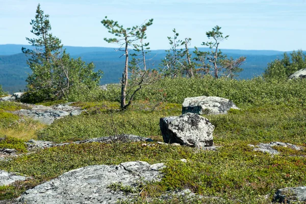 Büyük Taiga göl manzarası yukarıdan