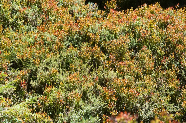 Yerde çimen ve kırmızı böğürtlen halısı var. Orman çalılığı.