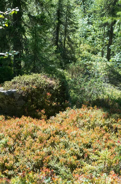Yerde çimen ve kırmızı böğürtlen halısı var. Orman çalılığı.