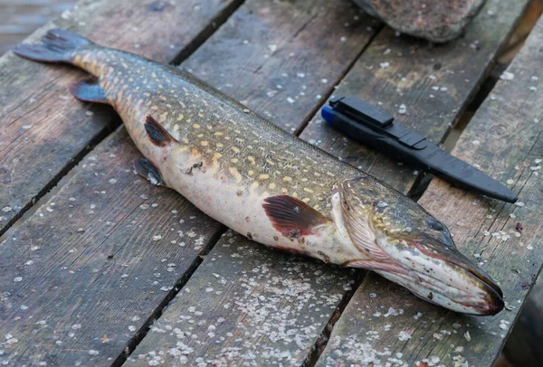 Kesme masasında büyük bir turna balığı yatıyordu..