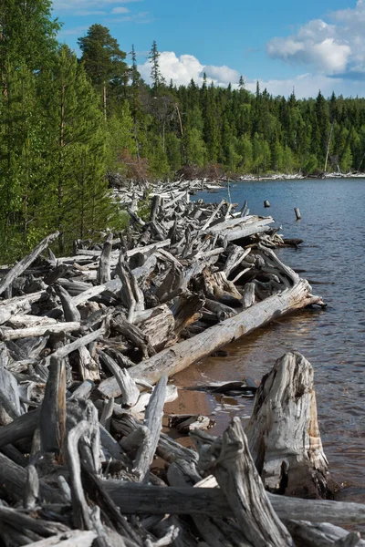 Kuzey Karelya Gölü yaz mevsiminde.