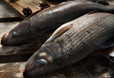 Balık tuttuktan sonra büyük gri balık yakaladım.