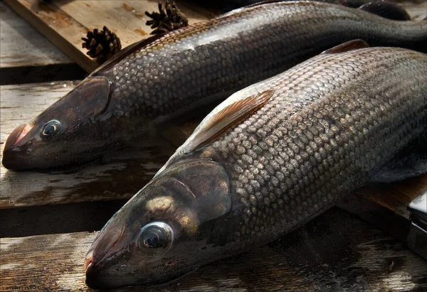 Balık tuttuktan sonra büyük gri balık yakaladım.