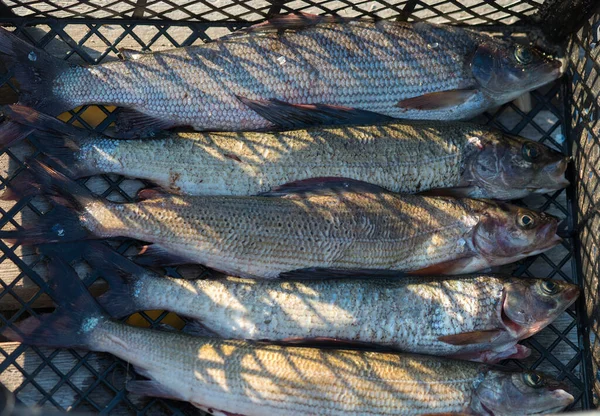 Catturati grandi pesci al pascolo dopo la pesca Fotografia Stock