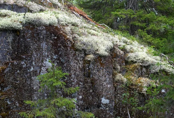 Beyaz yosun isimleri ren geyiği liken