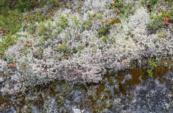 Nomi di muschio bianco renna lichene Foto Stock Royalty Free